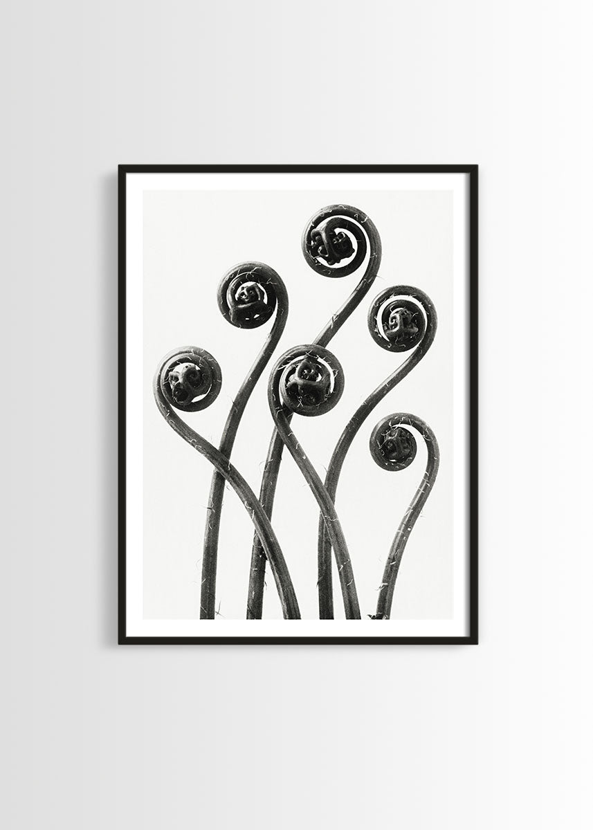 botanical print framed