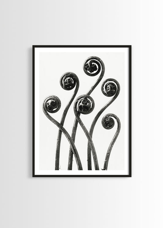 botanical print framed