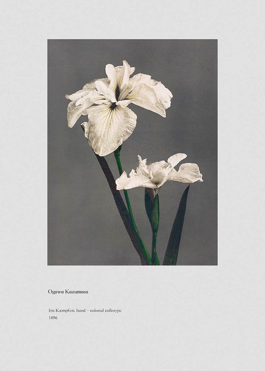 Ogawa Kazumasa Colored Collotype