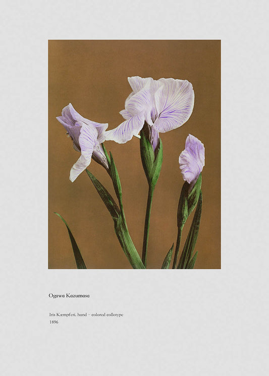 Ogawa Kazumasa Colored Collotype