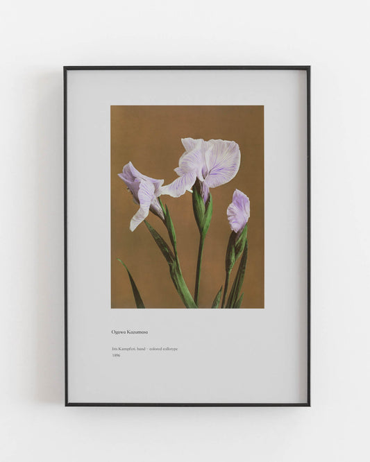 Ogawa Kazumasa Colored Collotype