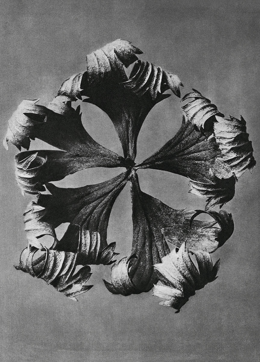 Botanical print