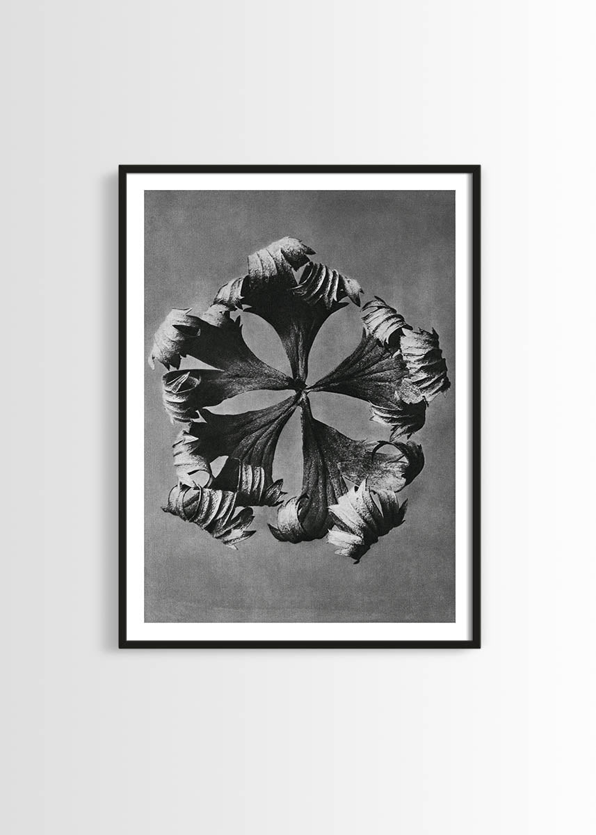 Botanical print framed